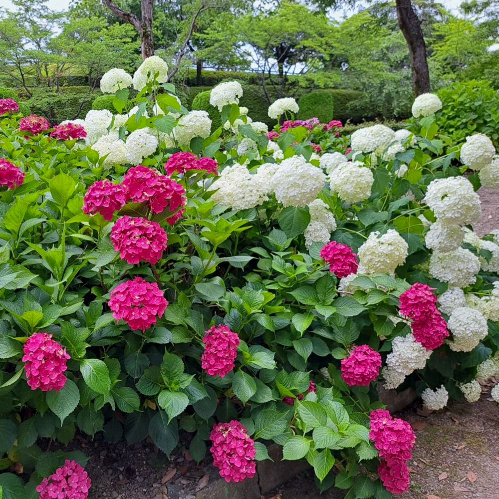 市民四季の森、あじさい、6月の夏の花、愛知県小牧市の観光・撮影スポットの画像と写真