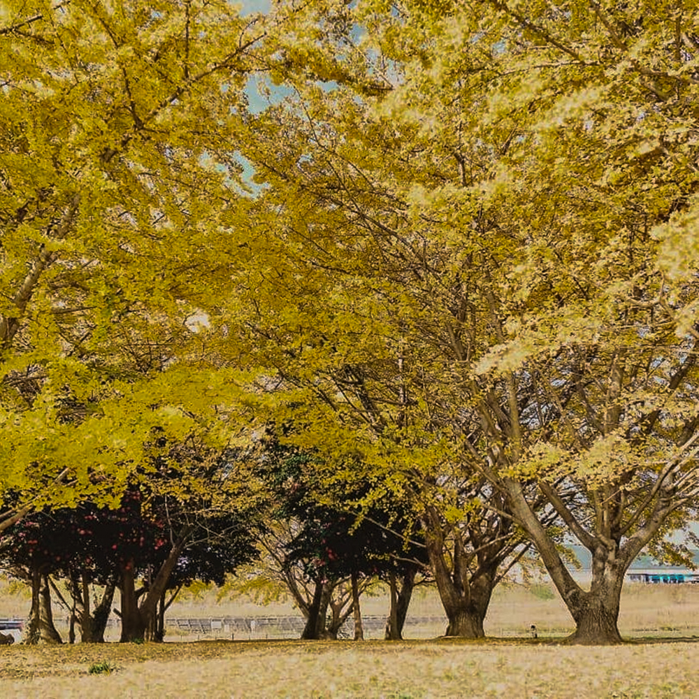 平田リバーサイドプラザ、イチョウ、紅葉 、紅葉、11月秋、岐阜県海津市の観光・撮影スポットの名所