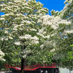 庄内緑地公園、ヒトツバタゴ、5月の夏の花、愛知県西区の観光・撮影スポットの画像と写真
