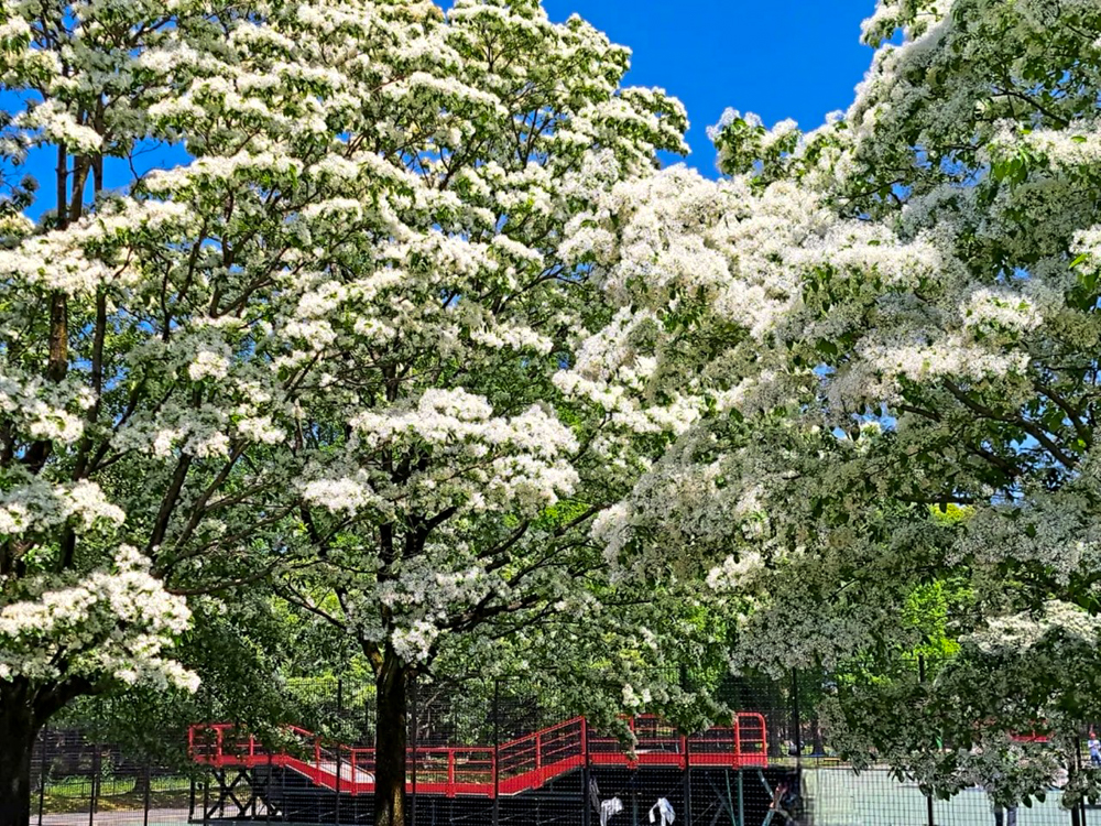 庄内緑地公園、ヒトツバタゴ、5月の夏の花、愛知県西区の観光・撮影スポットの画像と写真