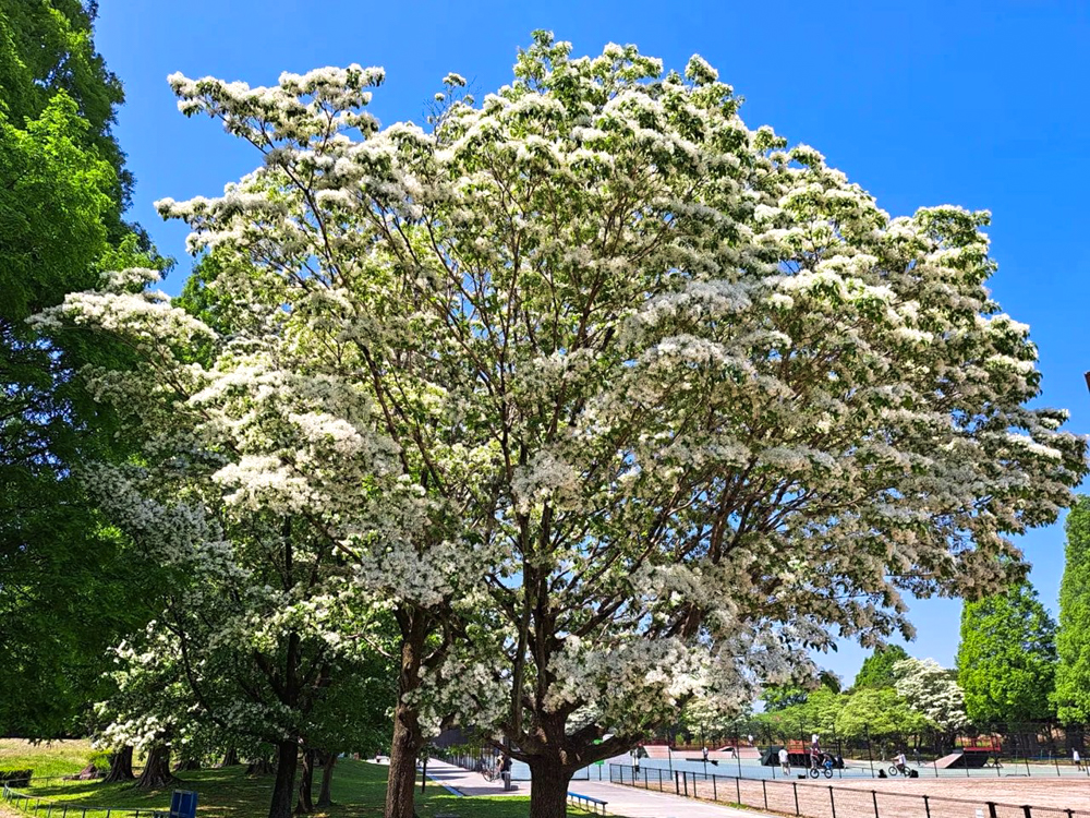 庄内緑地公園、ヒトツバタゴ、5月の夏の花、愛知県西区の観光・撮影スポットの画像と写真