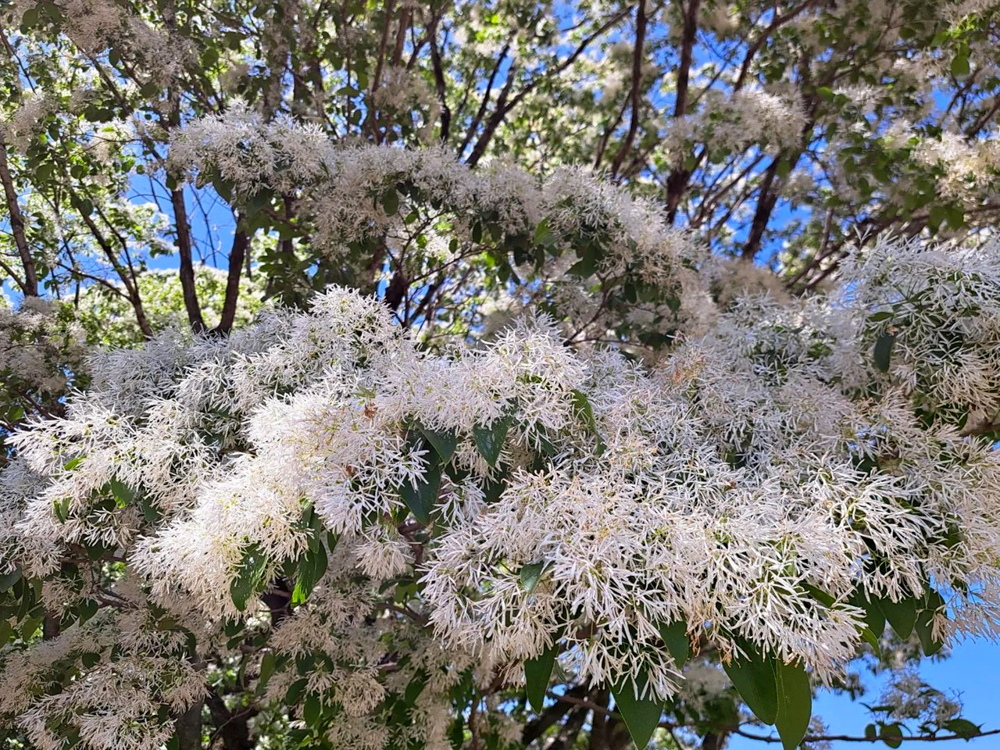 庄内緑地公園、5月の夏の花、愛知県西区の観光・撮影スポットの画像と写真