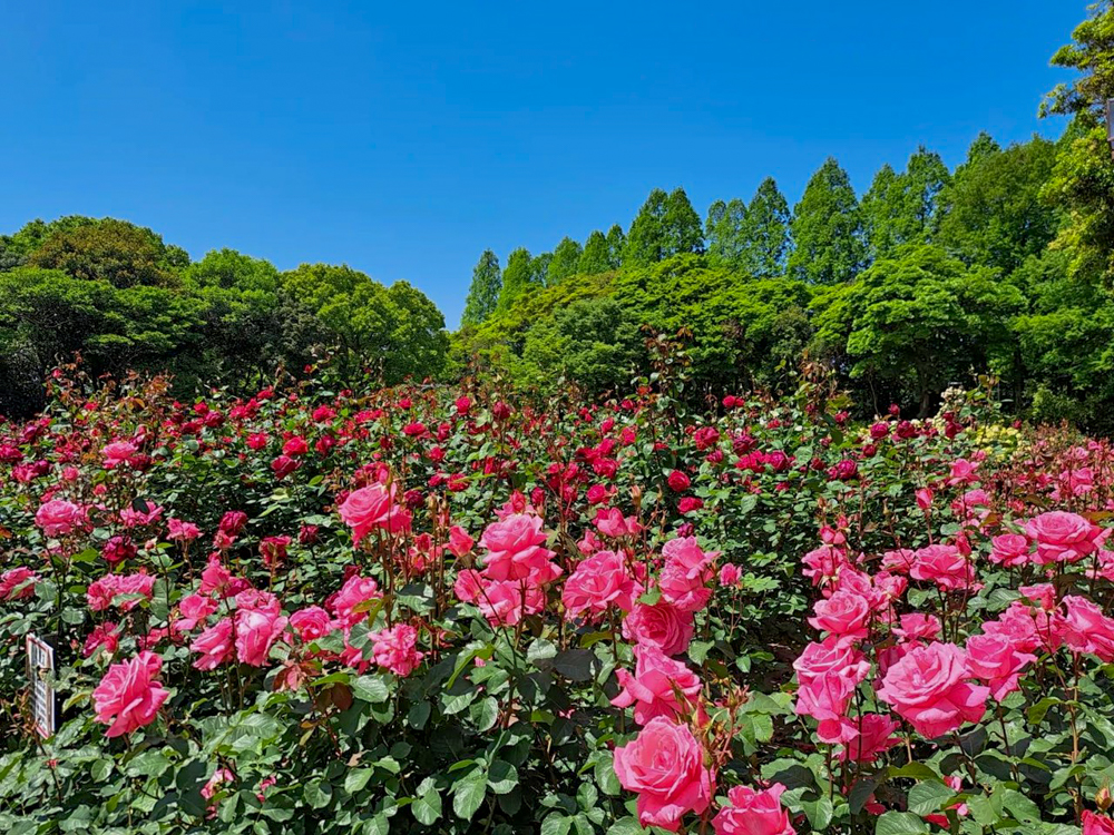 庄内緑地公園、バラ園、5月の夏の花、愛知県西区の観光・撮影スポットの画像と写真