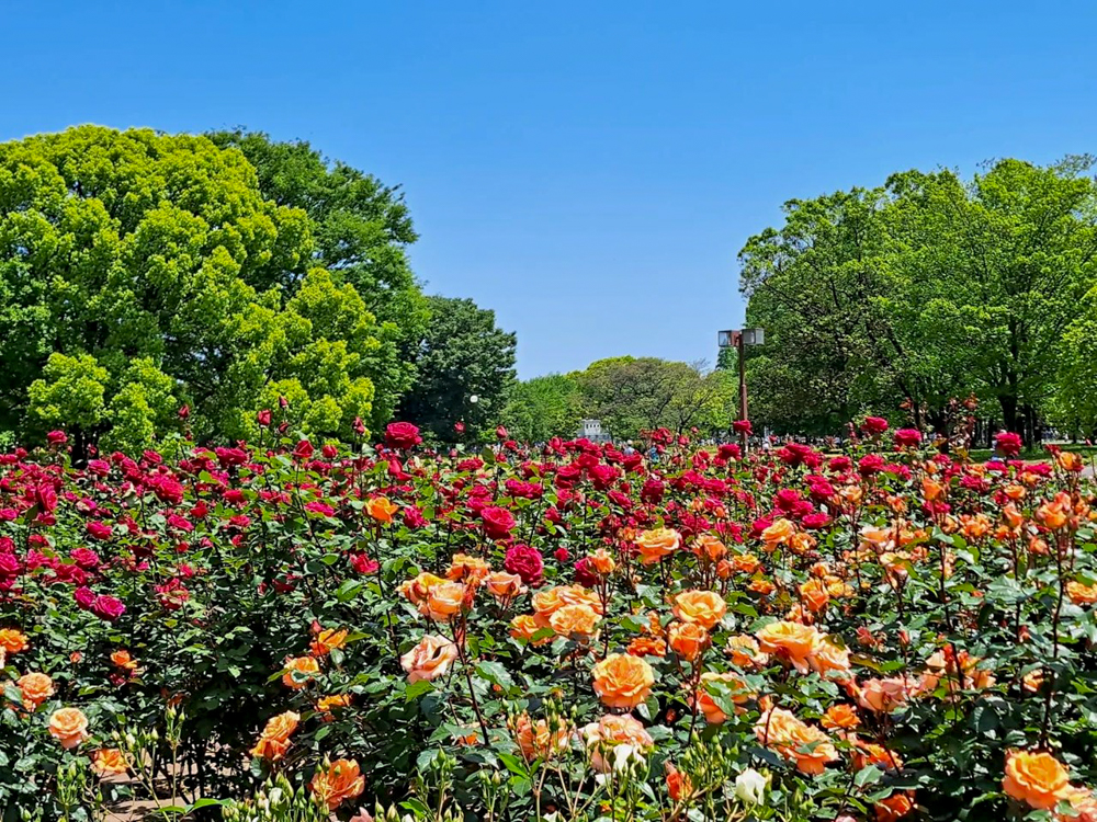 庄内緑地公園、バラ園、5月の夏の花、愛知県西区の観光・撮影スポットの画像と写真