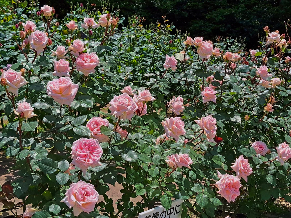 庄内緑地公園、バラ園、5月の夏の花、愛知県西区の観光・撮影スポットの画像と写真