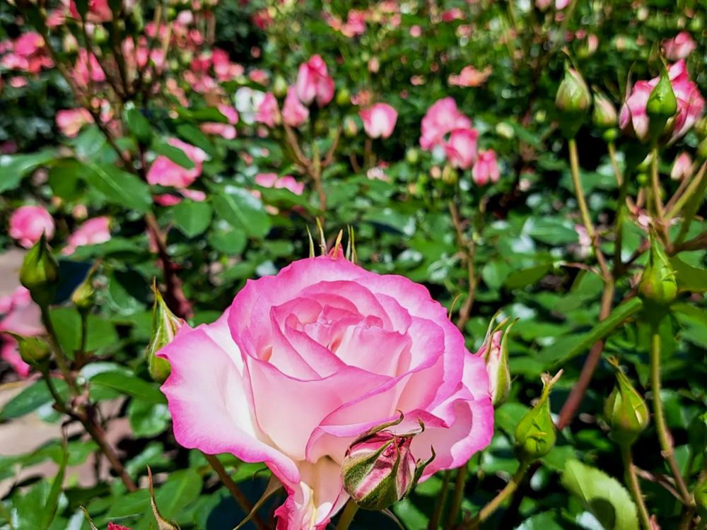 庄内緑地公園、バラ園、5月の夏の花、愛知県西区の観光・撮影スポットの画像と写真