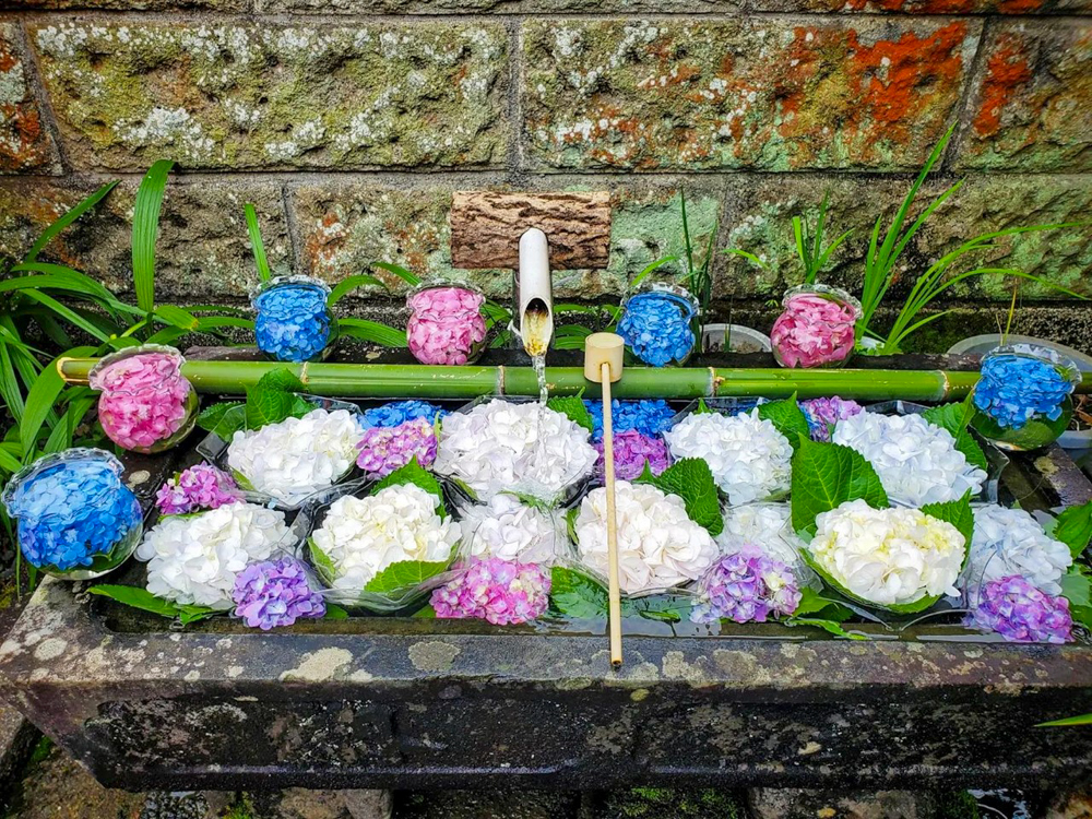 弓削寺、あじさい、花手水舎、岐阜県揖斐郡の観光・撮影スポットの画像と写真