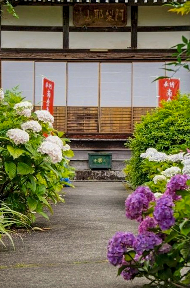 弓削寺、あじさい、岐阜県揖斐郡の観光・撮影スポットの画像と写真