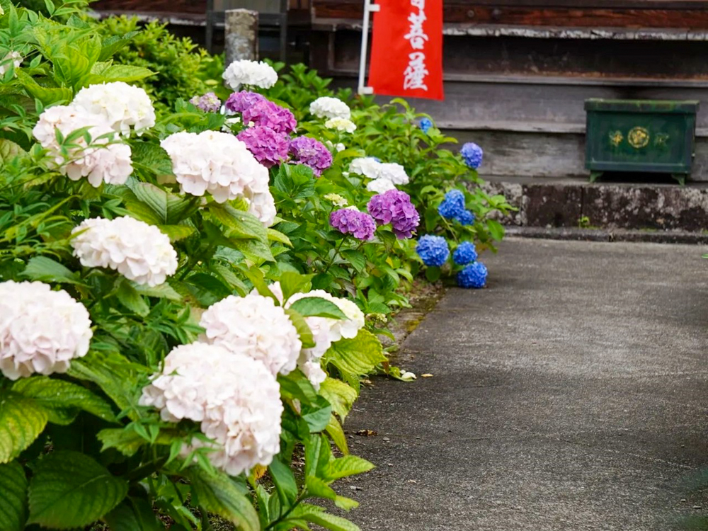 弓削寺、あじさい、岐阜県揖斐郡の観光・撮影スポットの画像と写真