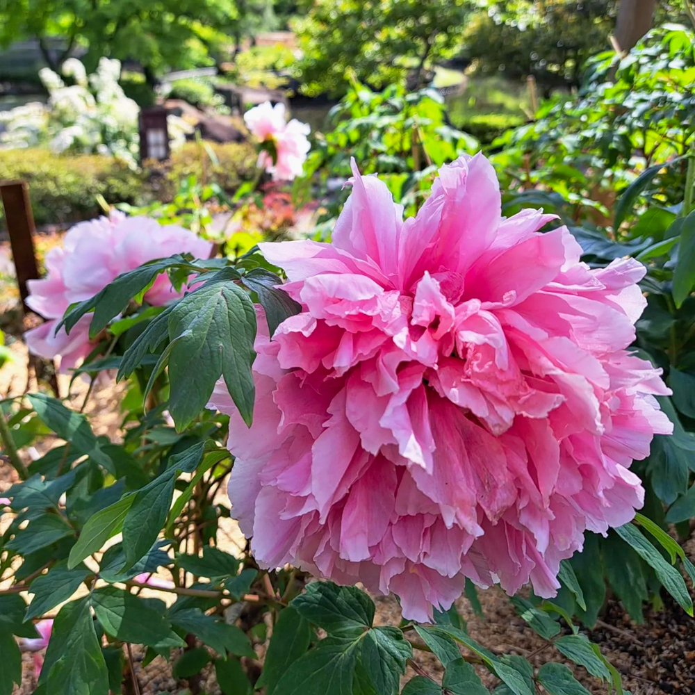 徳川園、牡丹祭、4月春の花、名古屋市東区の観光・撮影スポットの画像と写真
