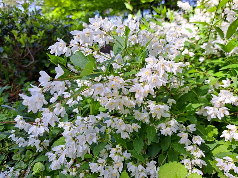 徳川園、4月春の花、名古屋市東区の観光・撮影スポットの画像と写真