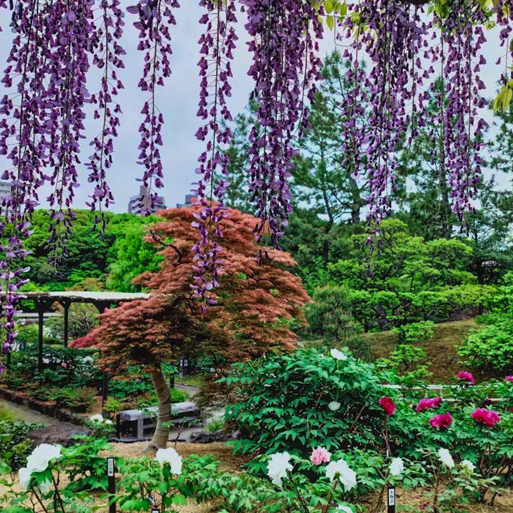 徳川園、アヤメ、4月春の花、名古屋市東区の観光・撮影スポットの画像と写真