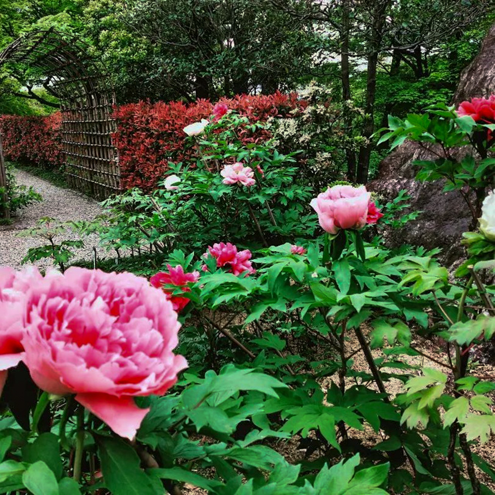 徳川園、牡丹祭、4月春の花、名古屋市東区の観光・撮影スポットの画像と写真
