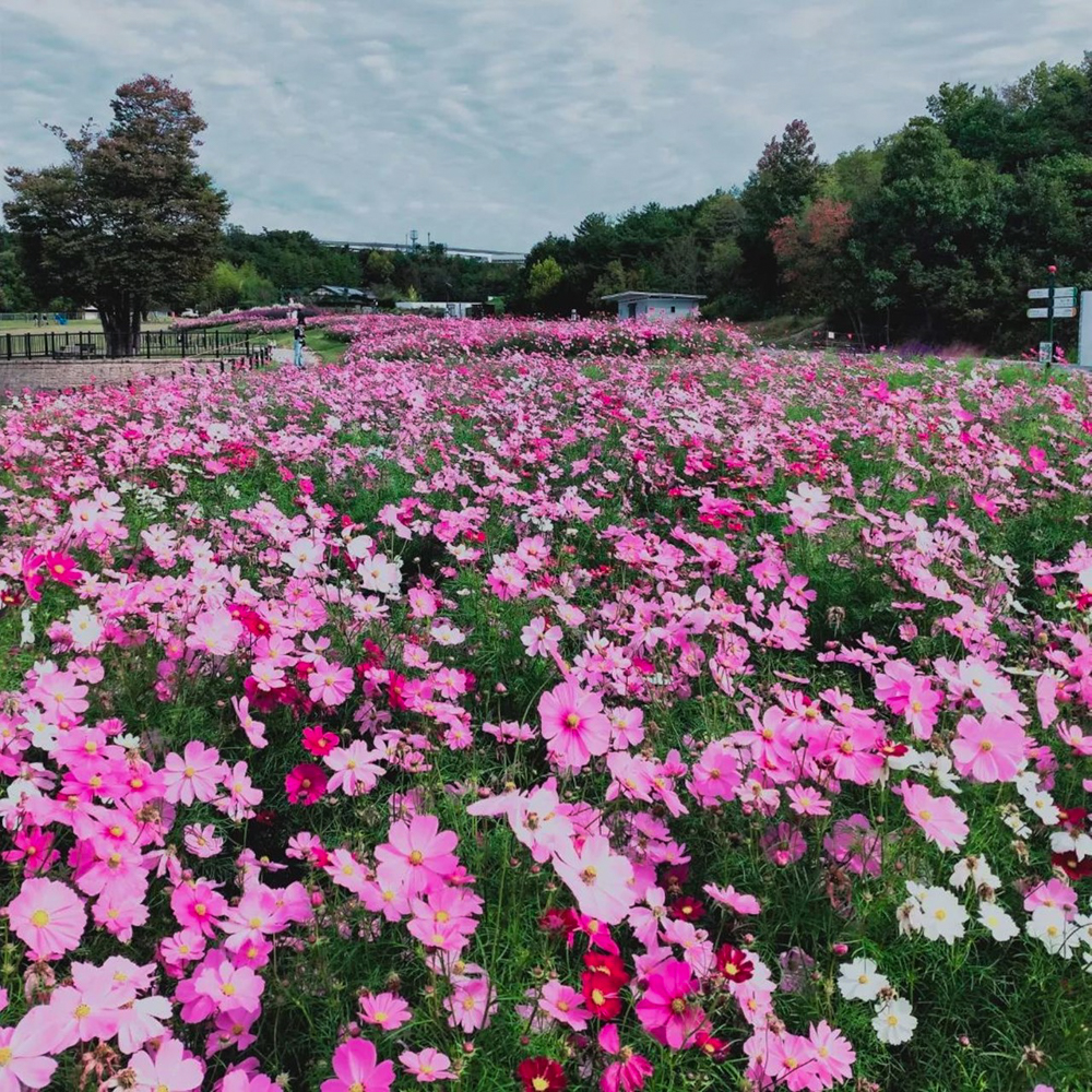 愛・地球博記念公園(モリコロパーク)、コスモス、10月の秋の花、愛知県長久手市の観光・撮影スポットの画像と写真