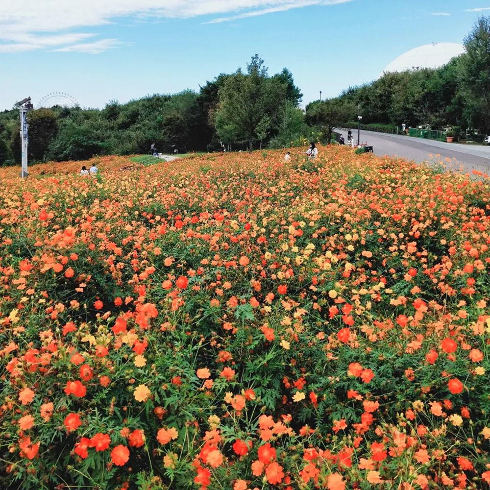 愛・地球博記念公園(モリコロパーク)、キバナコスモス、10月の秋の花愛知県長久手市の観光・撮影スポットの画像と写真