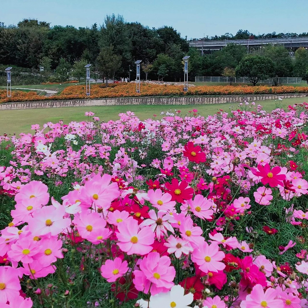 愛・地球博記念公園(モリコロパーク)、コスモス、10月の秋の花、愛知県長久手市の観光・撮影スポットの画像と写真