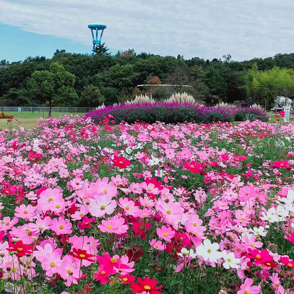 愛・地球博記念公園(モリコロパーク)、コスモス、10月の秋の花、愛知県長久手市の観光・撮影スポットの画像と写真