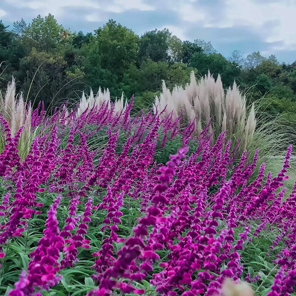 愛・地球博記念公園(モリコロパーク)、10月の秋の花、愛知県長久手市の観光・撮影スポットの画像と写真