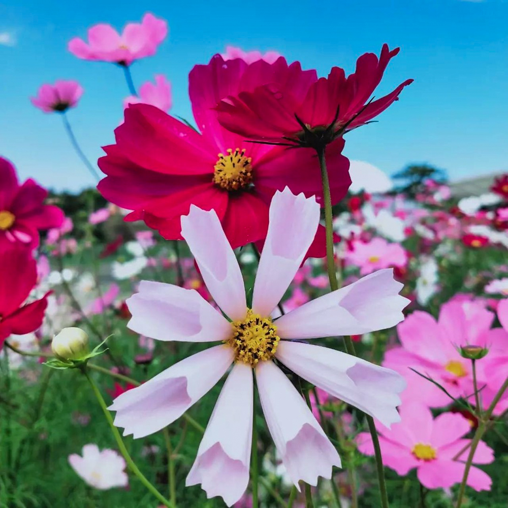 愛・地球博記念公園(モリコロパーク)、コスモス、10月の秋の花、愛知県長久手市の観光・撮影スポットの画像と写真