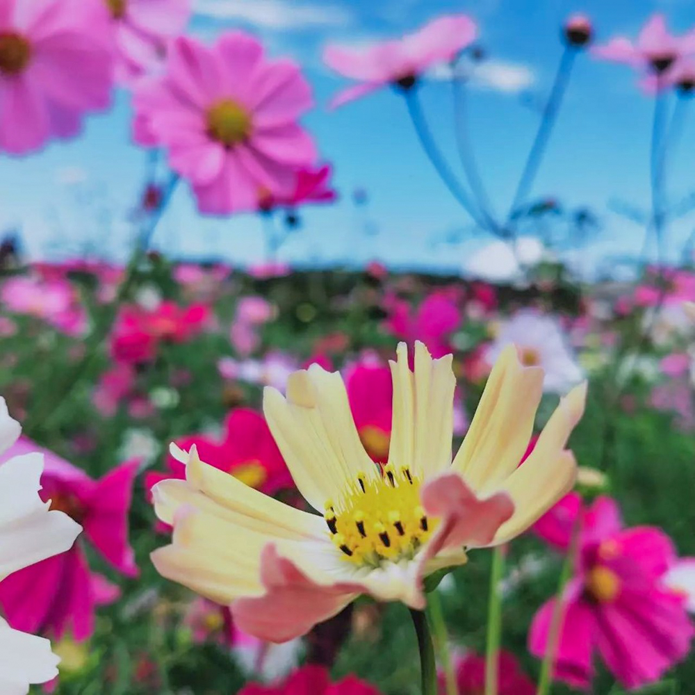 愛・地球博記念公園(モリコロパーク)、コスモス、10月の秋の花、愛知県長久手市の観光・撮影スポットの画像と写真
