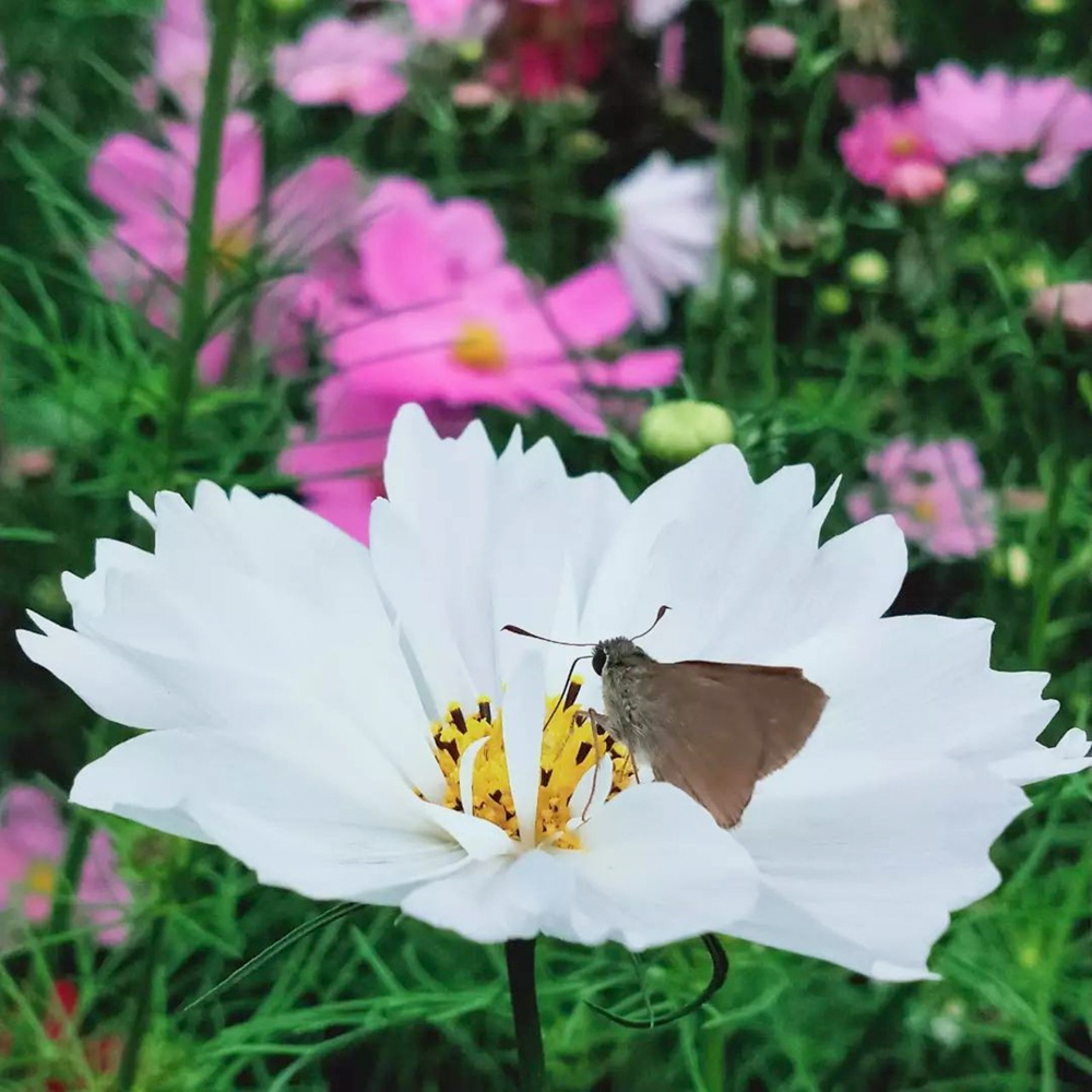 愛・地球博記念公園(モリコロパーク)、コスモス、10月の秋の花、愛知県長久手市の観光・撮影スポットの画像と写真