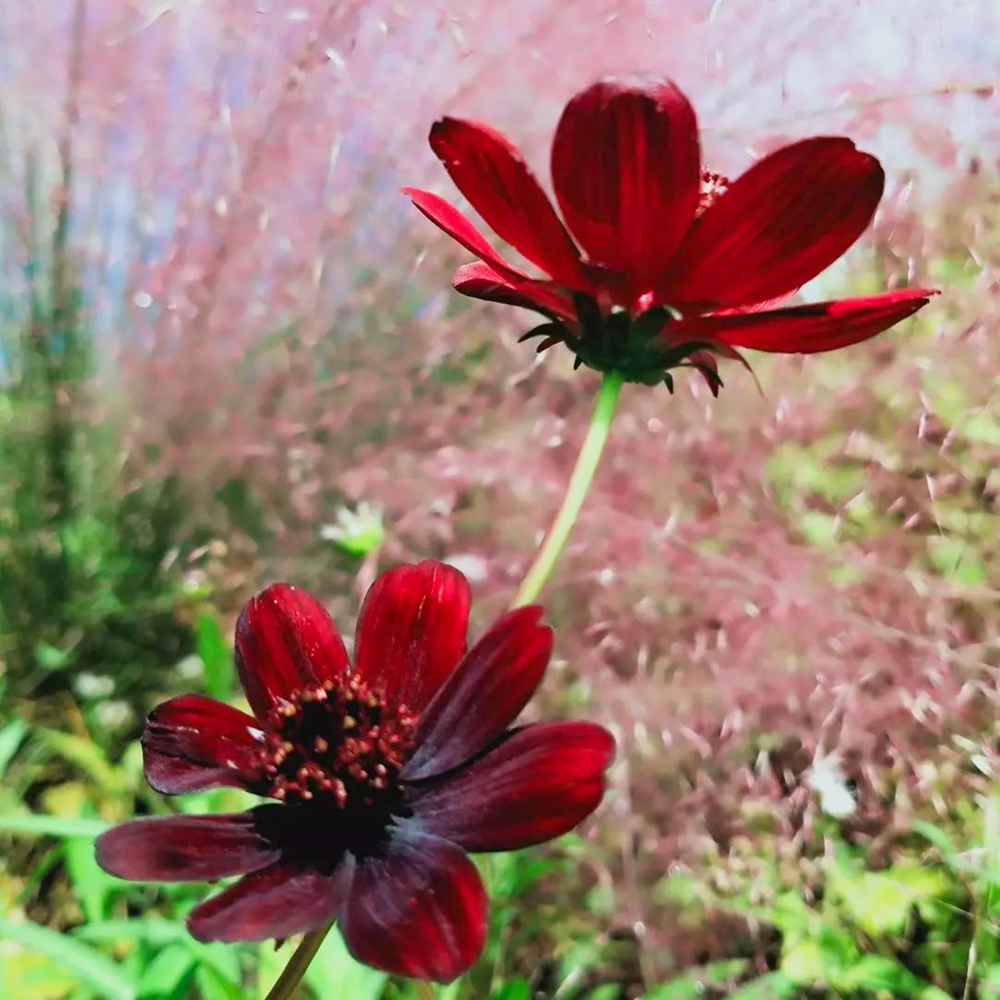 愛・地球博記念公園(モリコロパーク)、コスモス、10月の秋の花、愛知県長久手市の観光・撮影スポットの画像と写真