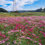 愛知牧場、コスモス、１０月の秋の花、愛知県日進市の観光・撮影スポットの画像と写真