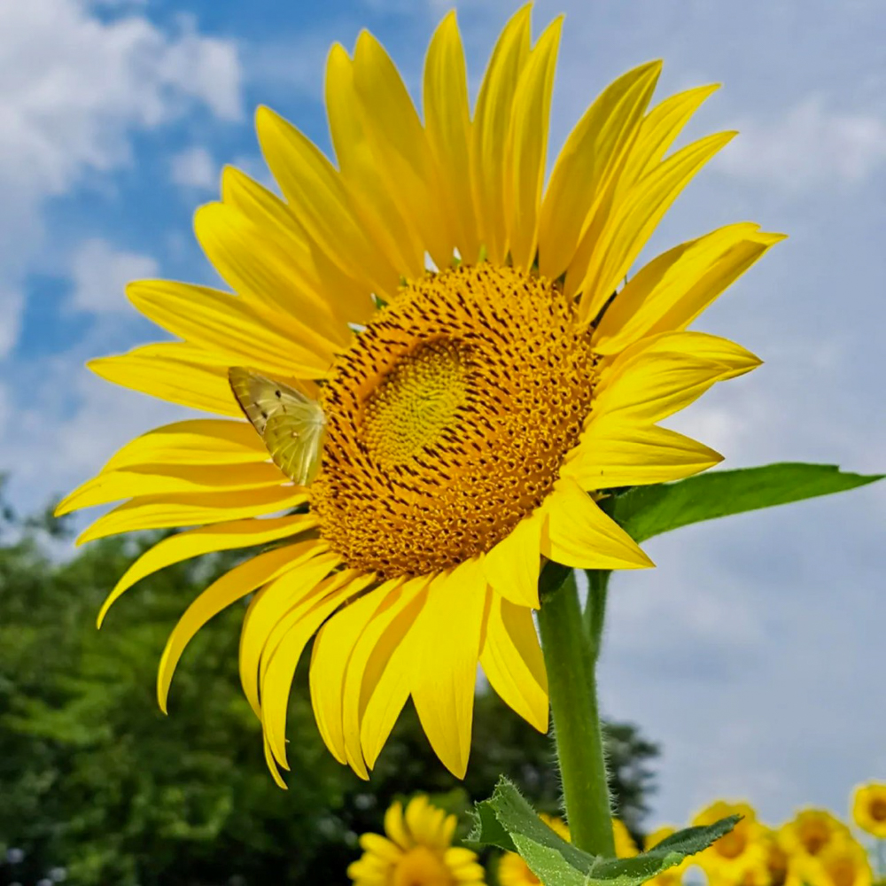 愛知牧場、ひまわり、7月の夏の花　愛知県日進市の観光・撮影スポットの名所