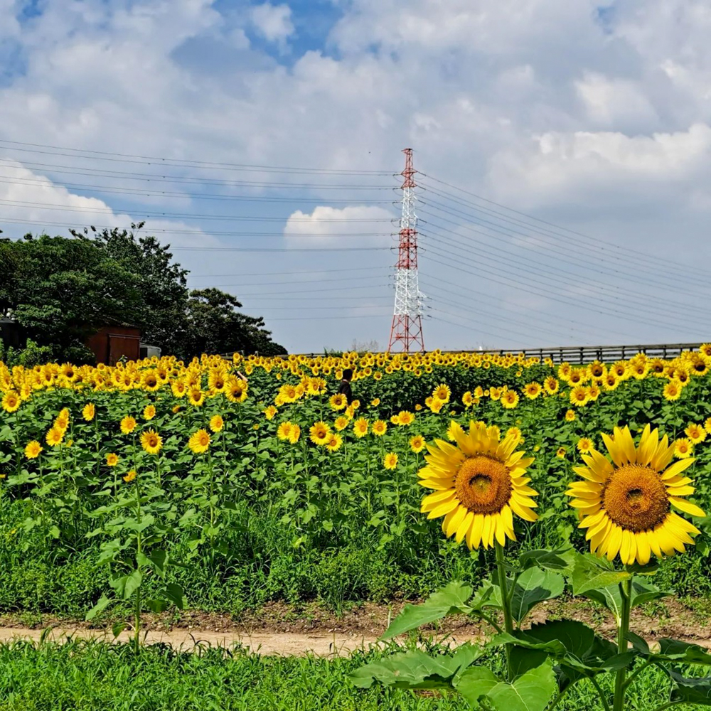 愛知牧場、ひまわり、7月の夏の花　愛知県日進市の観光・撮影スポットの名所