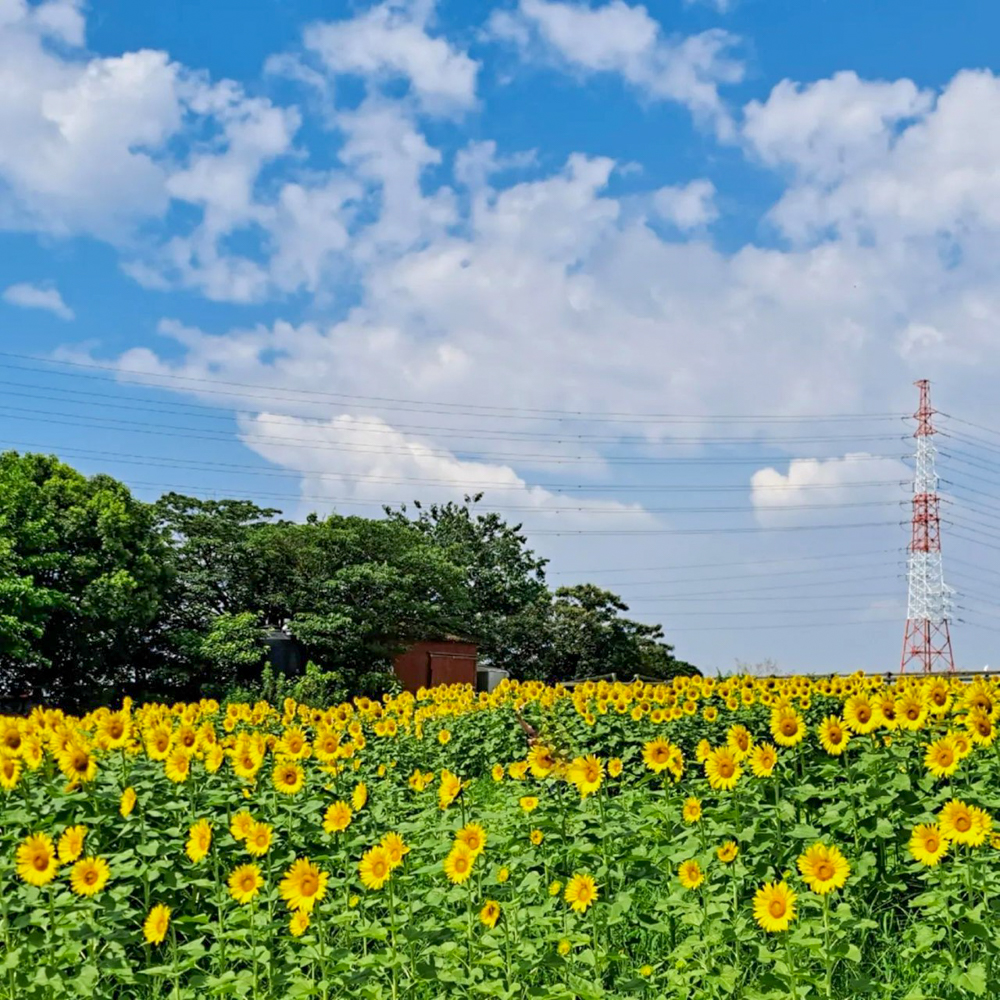 愛知牧場、ひまわり、7月の夏の花　愛知県日進市の観光・撮影スポットの名所