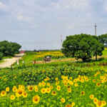 愛知牧場、ひまわり、7月の夏の花　愛知県日進市の観光・撮影スポットの名所