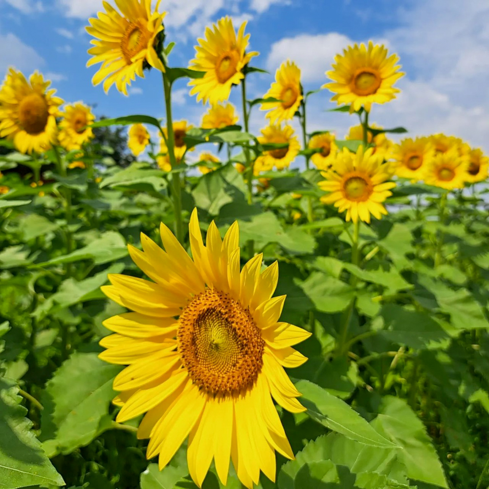 愛知牧場、ひまわり、7月の夏の花　愛知県日進市の観光・撮影スポットの名所