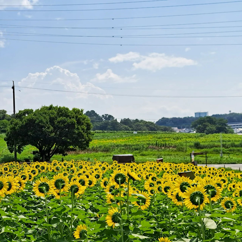 愛知牧場、ひまわり、7月の夏の花　愛知県日進市の観光・撮影スポットの名所