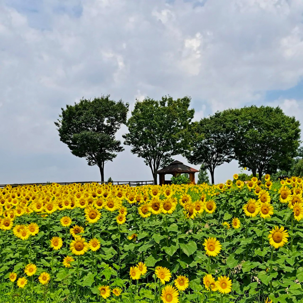 愛知牧場、ひまわり、7月の夏の花　愛知県日進市の観光・撮影スポットの名所