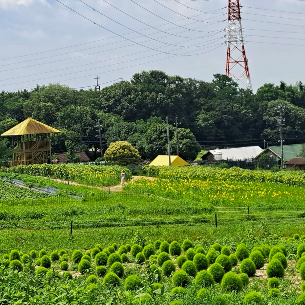 愛知牧場、コキア、7月の夏の花　愛知県日進市の観光・撮影スポットの名所