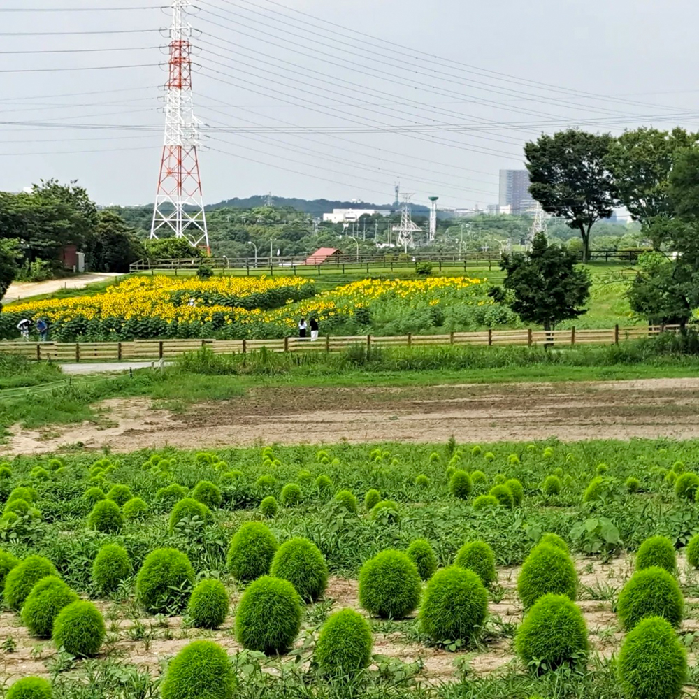 愛知牧場、コキア、7月の夏の花　愛知県日進市の観光・撮影スポットの名所