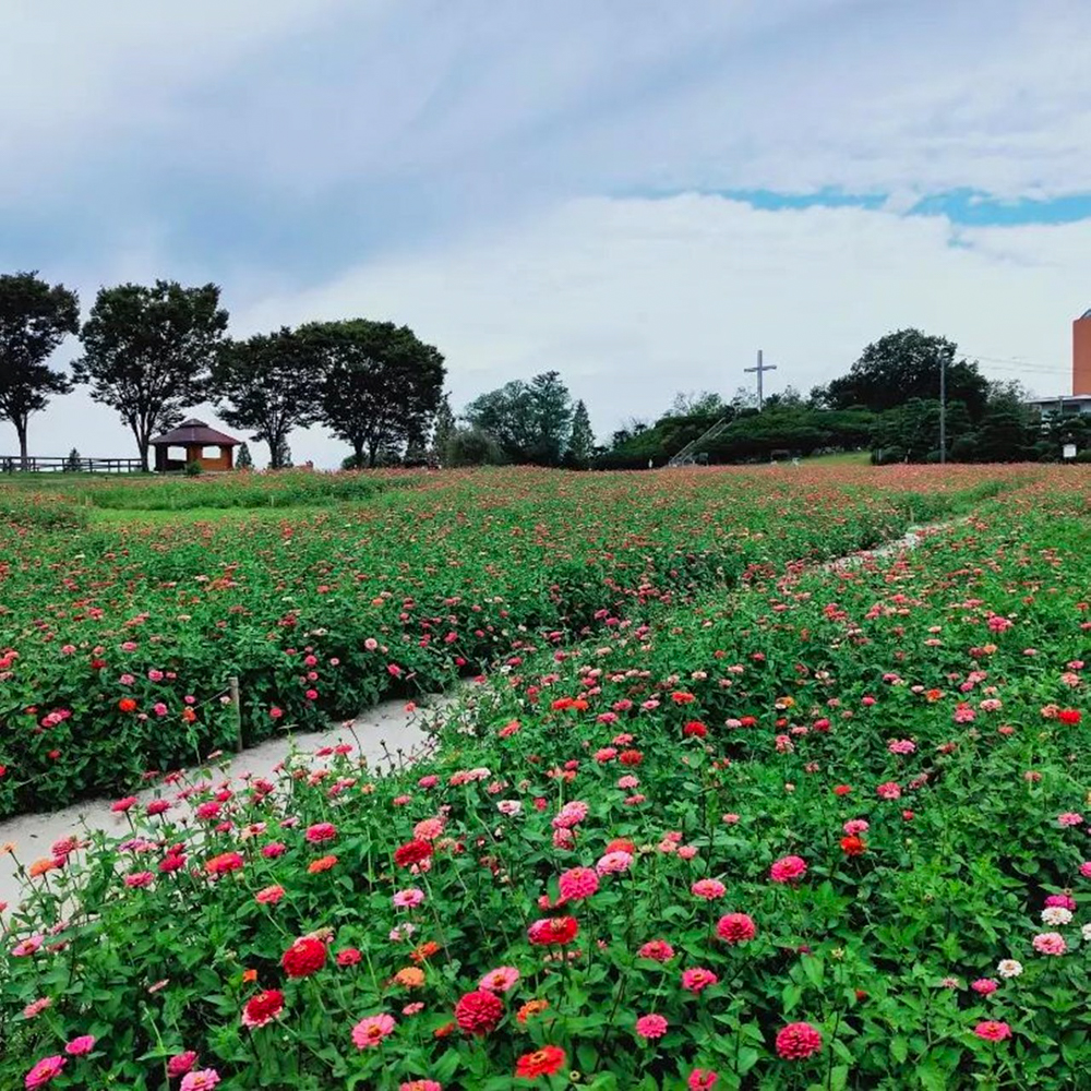 愛知牧場、ジニア、１０月の秋の花、愛知県日進市の観光・撮影スポットの画像と写真