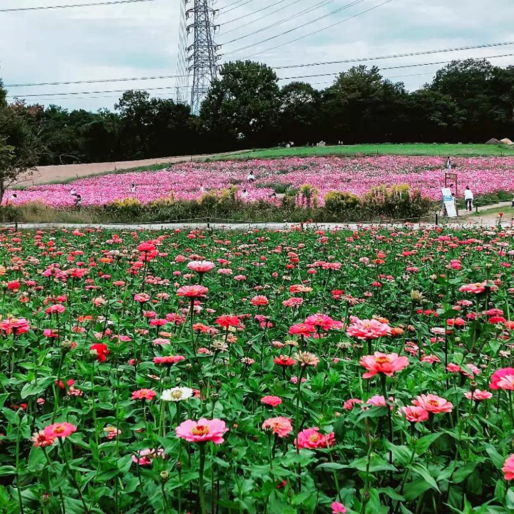 愛知牧場、ジニア、１０月の秋の花、愛知県日進市の観光・撮影スポットの画像と写真