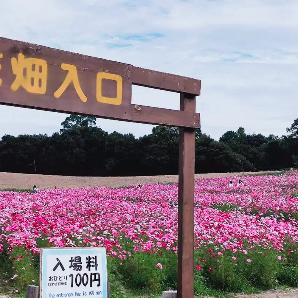 愛知牧場、コスモス、１０月の秋の花、愛知県日進市の観光・撮影スポットの画像と写真