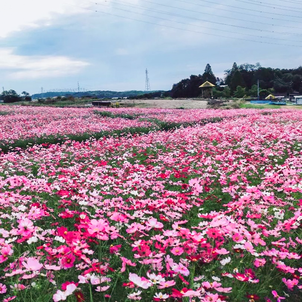 愛知牧場、コスモス、１０月の秋の花、愛知県日進市の観光・撮影スポットの画像と写真