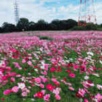 愛知牧場、コスモス、１０月の秋の花、愛知県日進市の観光・撮影スポットの画像と写真