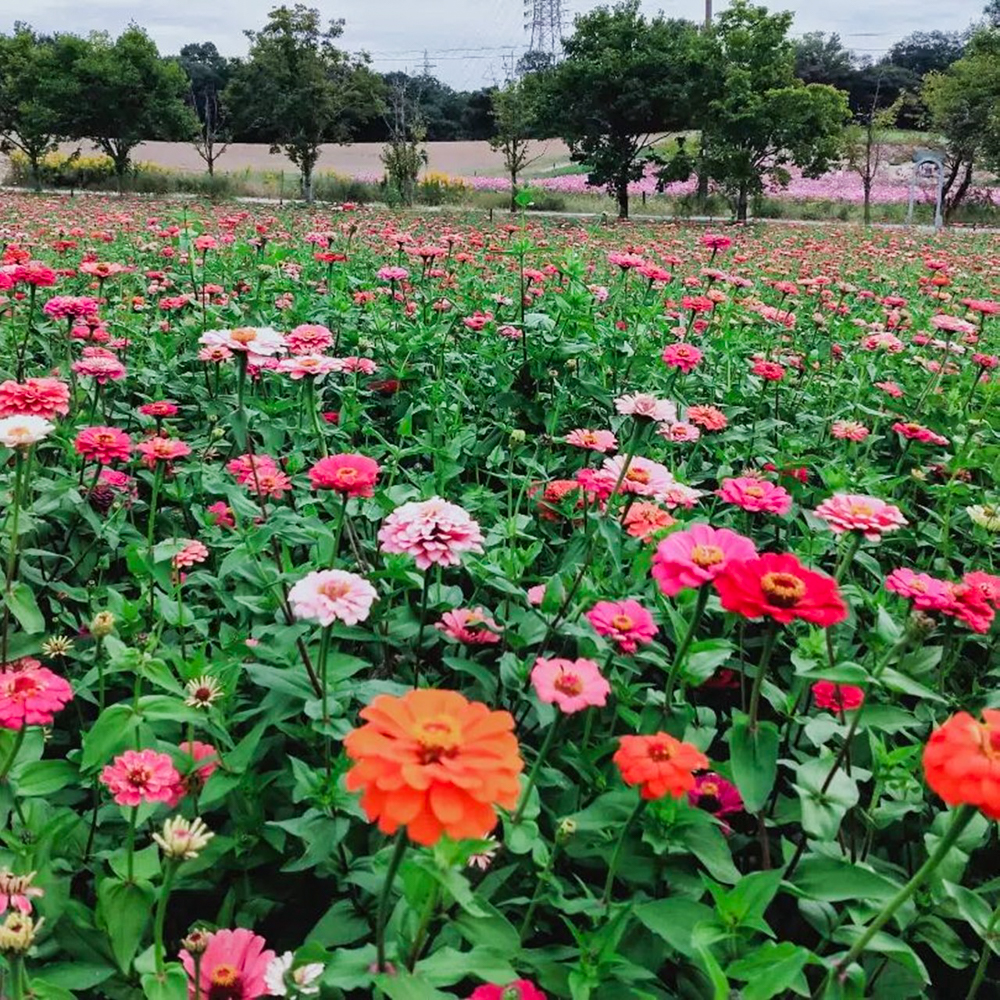 愛知牧場、ジニア、１０月の秋の花、愛知県日進市の観光・撮影スポットの画像と写真