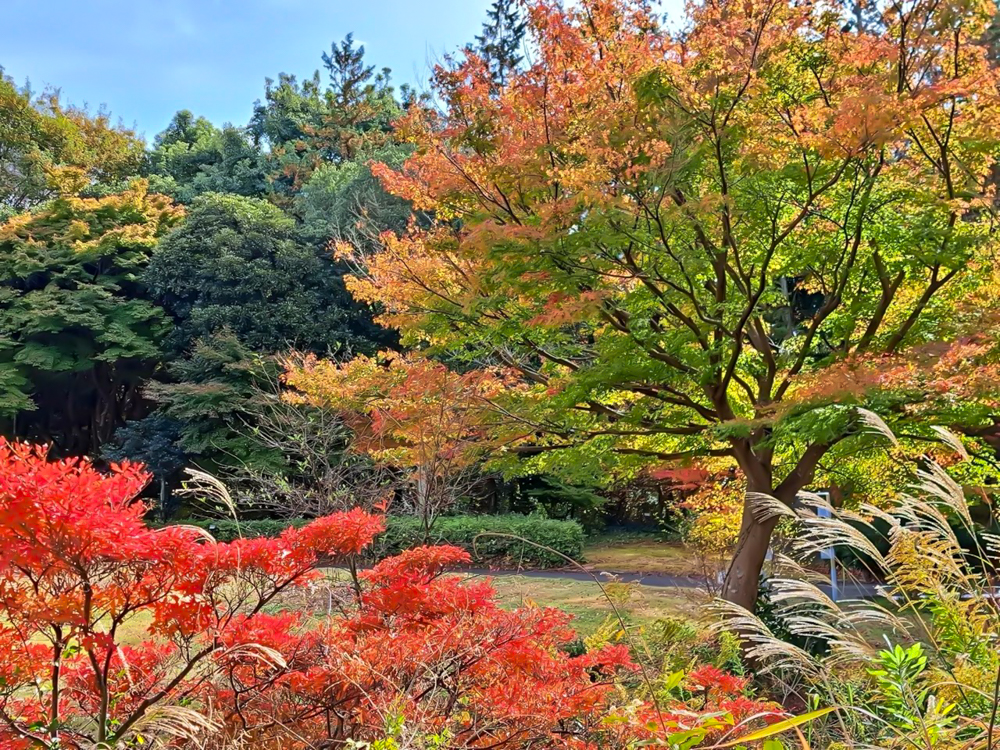 愛知県緑化センター、紅葉、11月秋、愛知県豊田市の観光・撮影スポットの名所