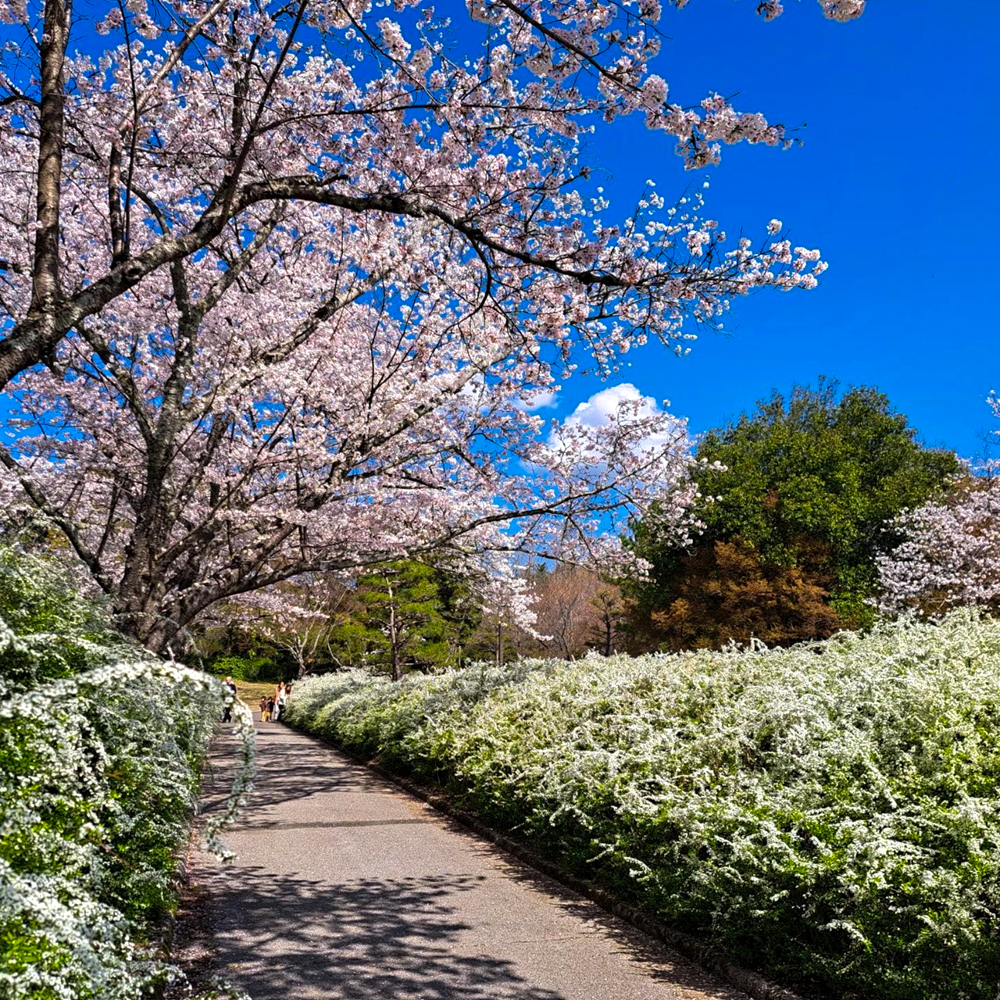 愛知県植木センター、桜、3月春の花、愛知県稲沢市の観光・撮影スポットの名所