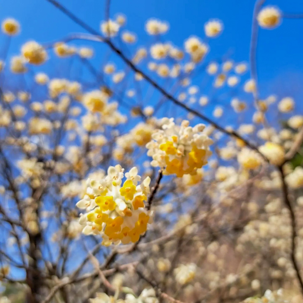愛知県植木センター、3月春の花、愛知県稲沢市の観光・撮影スポットの名所