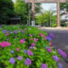 愛知県護国神社、あじさい、6月夏の花、名古屋市中区の観光・撮影スポットの画像と写真