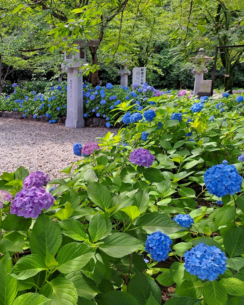 愛知県護国神社、あじさい、6月夏の花、名古屋市中区の観光・撮影スポットの画像と写真