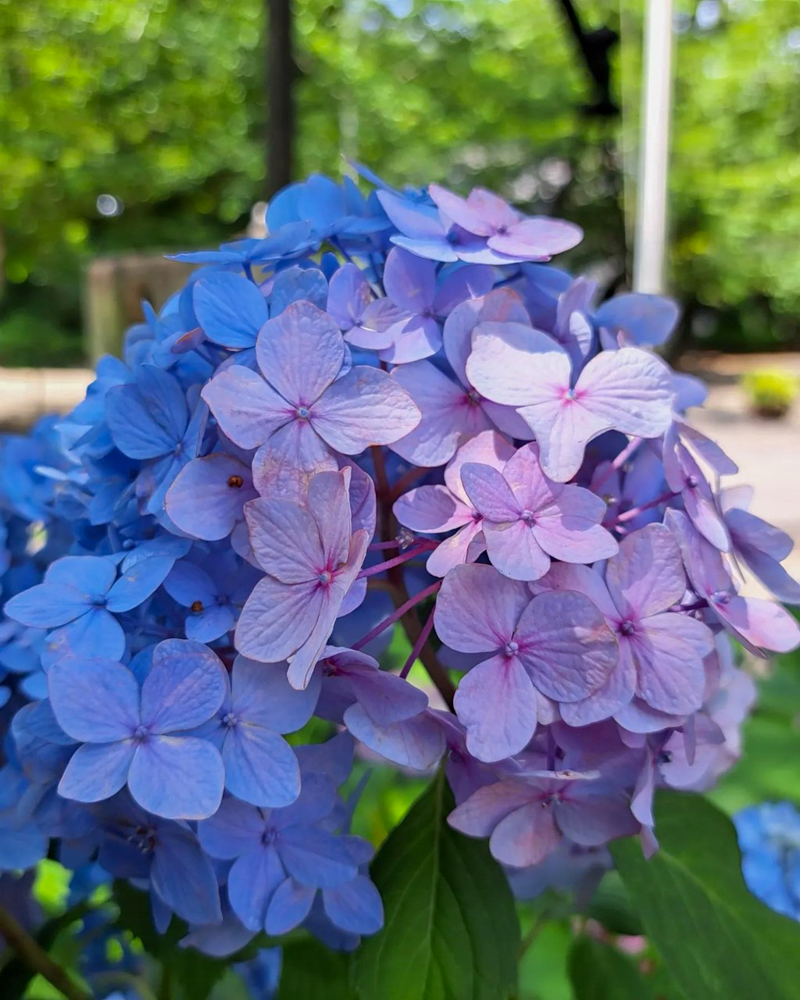 愛知県護国神社、あじさい、6月夏の花、名古屋市中区の観光・撮影スポットの画像と写真