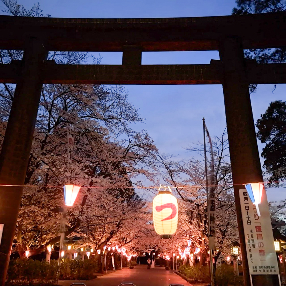 愛知縣護國神社桜まつり 、桜ライトアップ、3月春の花、名古屋市中区の観光・撮影スポットの画像と写真