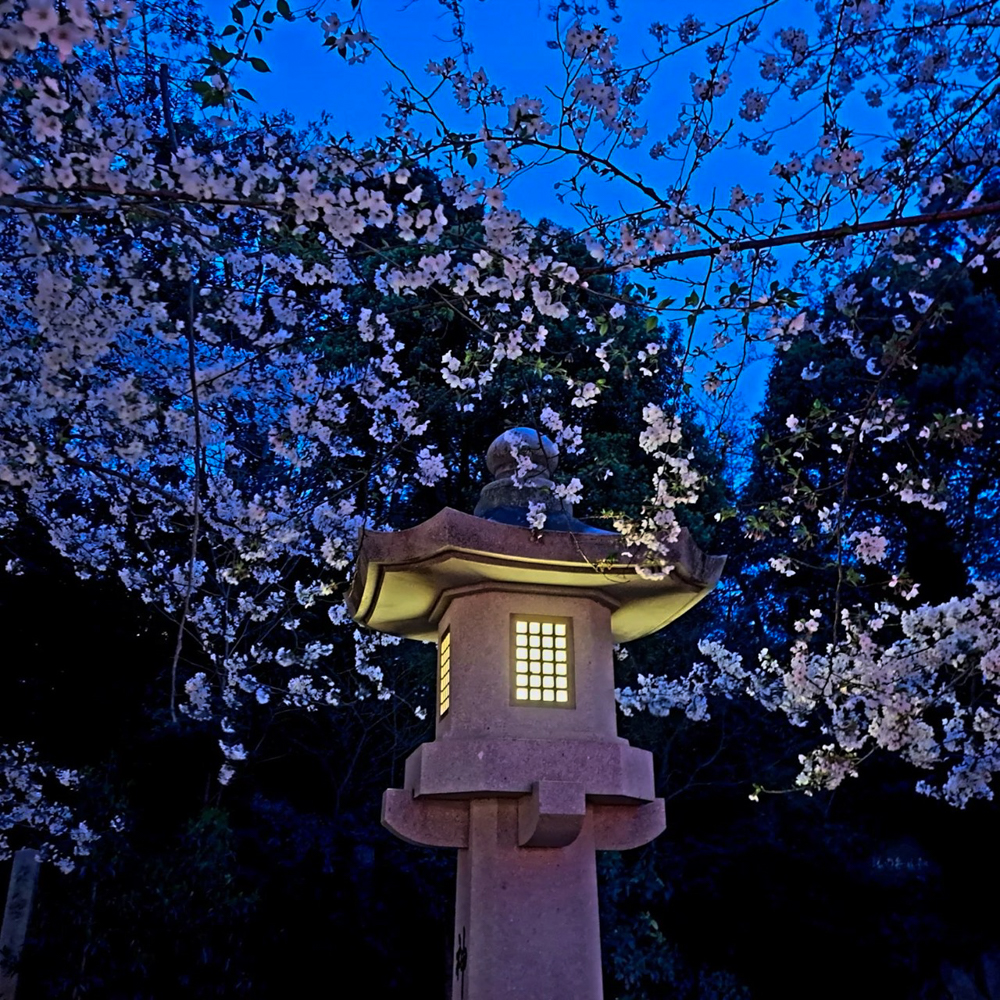 愛知縣護國神社桜まつり 、桜ライトアップ、3月春の花、名古屋市中区の観光・撮影スポットの画像と写真
